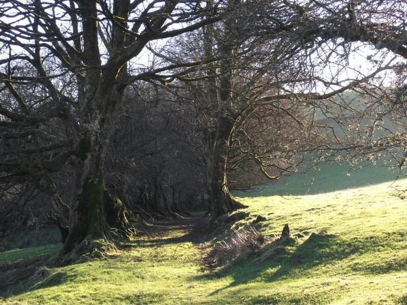 Swallow Barn Llanwrtyd Wells Δωμάτιο φωτογραφία